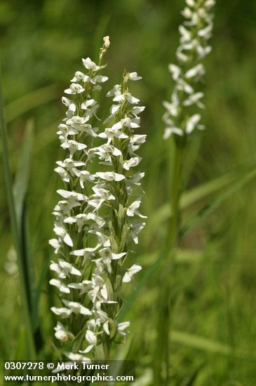 White Bog Orchids