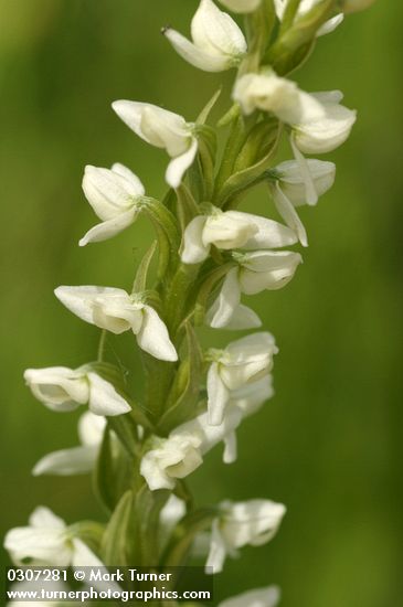 White Bog Orchid blossoms