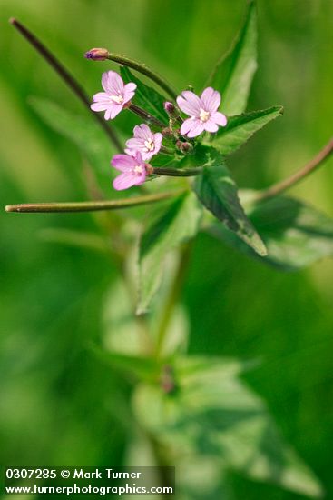 Smoothstem Fireweed