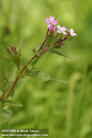 Smoothstem Fireweed