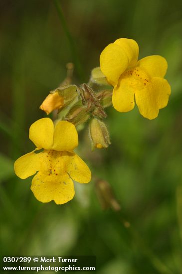 Yellow Monkeyflower blossoms
