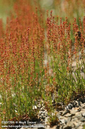 Sheep Sorrel