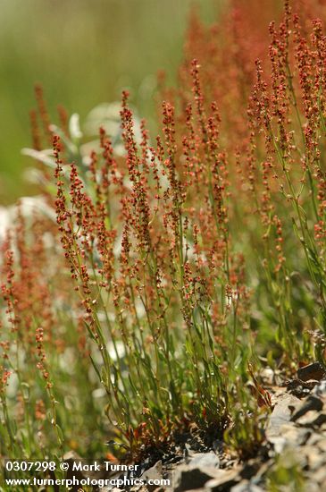 Sheep Sorrel