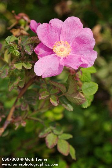 Nootka Rose blossom & foliage