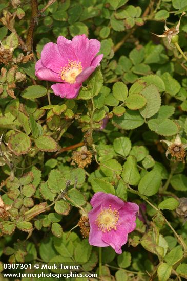 Nootka Rose blossoms & foliage