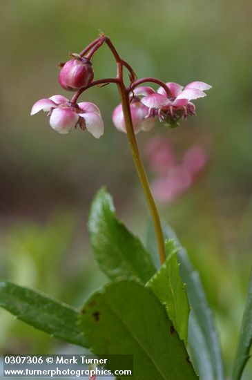 Pipsissewa blossoms & foliage