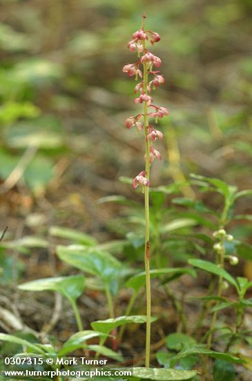 Heart-leaved Pyrola (Bog Wintergreen)
