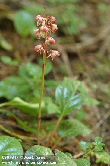 Heart-leaved Pyrola (Bog Wintergreen)