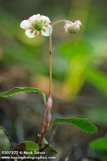 Menzies' Pipsissewa
