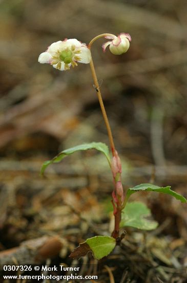 Menzies' Pipsissewa
