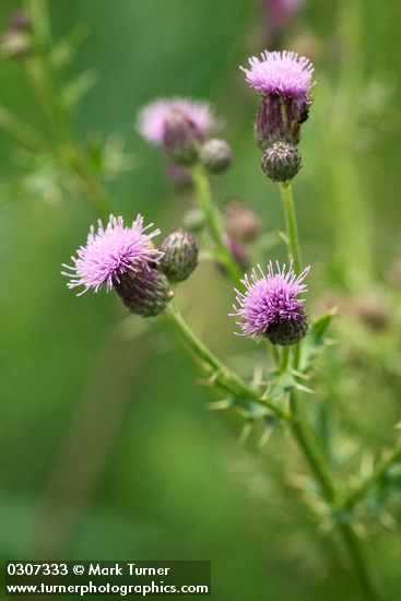 Canada Thistle blossoms