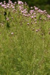 Canada Thistles