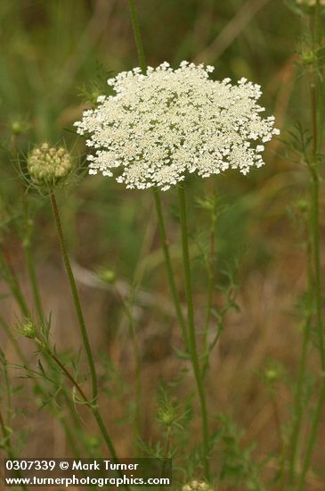 Queen Anne's Lace