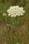 Queen Anne's Lace