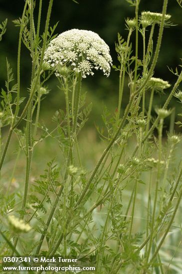 Queen Anne's Lace