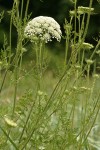 Queen Anne's Lace