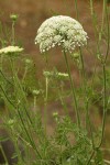 Queen Anne's Lace
