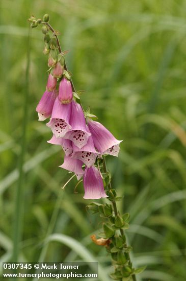 Foxglove blossoms