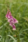 Foxglove blossoms