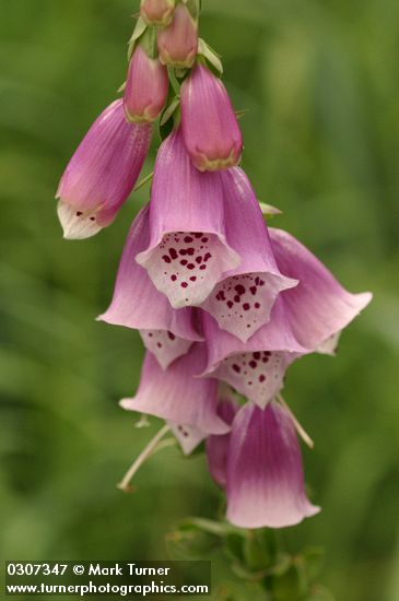 Foxglove blossoms detail