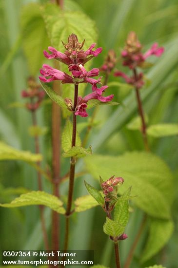 Mexican Hedge Nettle blossoms & foliage