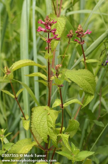 Mexican Hedge Nettle