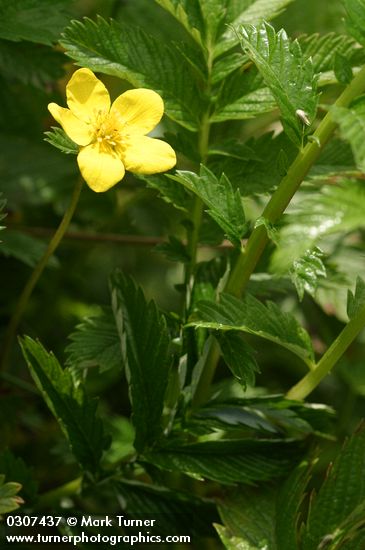 Pacific Silverweed blossom & foliage