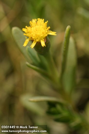 Fleshy Jaumea blossom & foliage detail