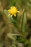 Fleshy Jaumea blossom & foliage detail
