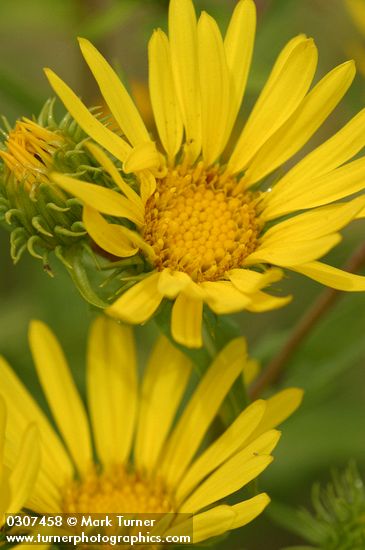Entire-leaved Gumweed blossoms detail