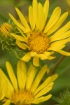 Entire-leaved Gumweed blossoms detail