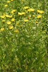 Entire-leaved Gumweed