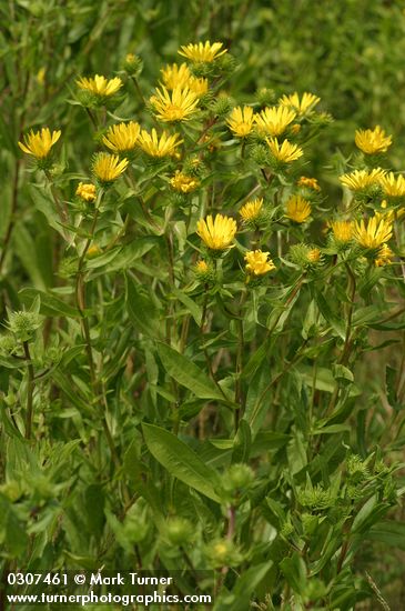 Entire-leaved Gumweed