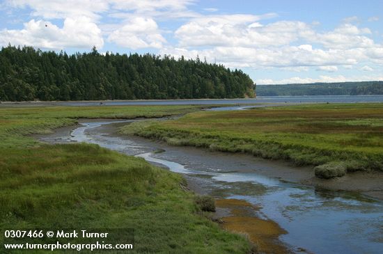 Salt marsh at low tide, mouth of Duckabush R, Hood Canal