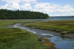 Salt marsh at low tide, mouth of Duckabush R, Hood Canal
