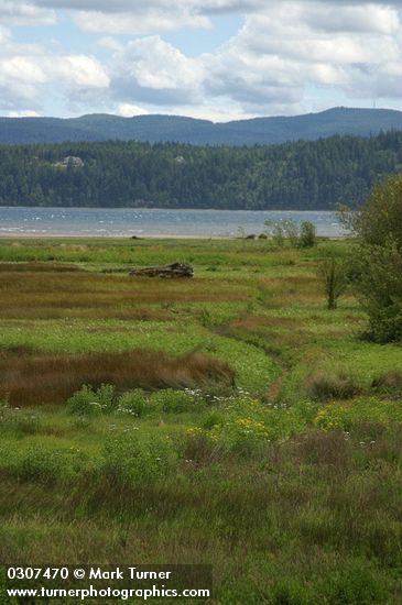 Salt marsh at low tide, mouth of Duckabush R, Hood Canal