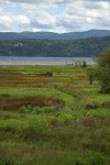 Salt marsh at low tide, mouth of Duckabush R, Hood Canal