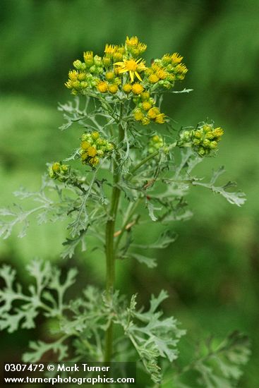Tansy Ragwort