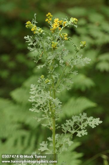 Tansy Ragwort