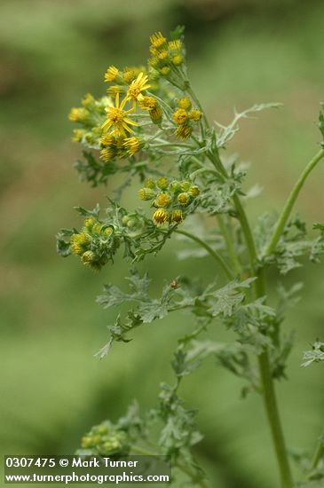 Tansy Ragwort