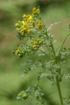 Tansy Ragwort