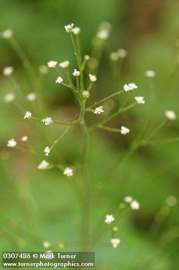 Trail Plant blossoms detail