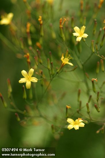 Wall Lettuce blossoms detail