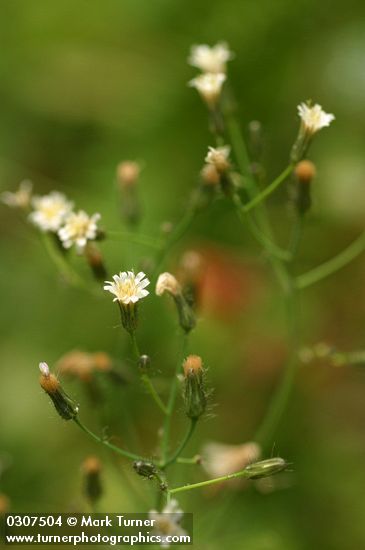 White Hawkweed blossoms detail