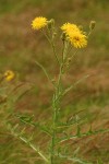 Perennial Sow Thistle