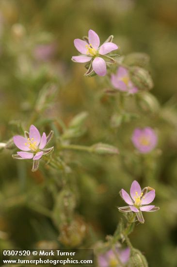 Beach Sand Spurry blossoms detail