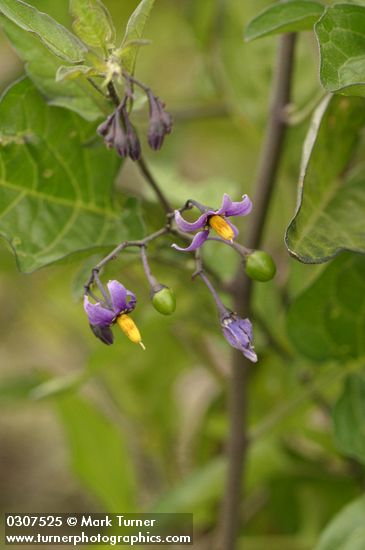 Bittersweet Nightshade blossoms & foliage