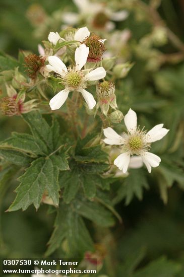 Evergreen Blackberry blossoms & foliage