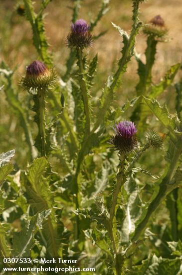 Scotch Cottonthistle 