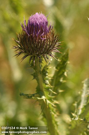 Scotch Cottonthistle blossom detail